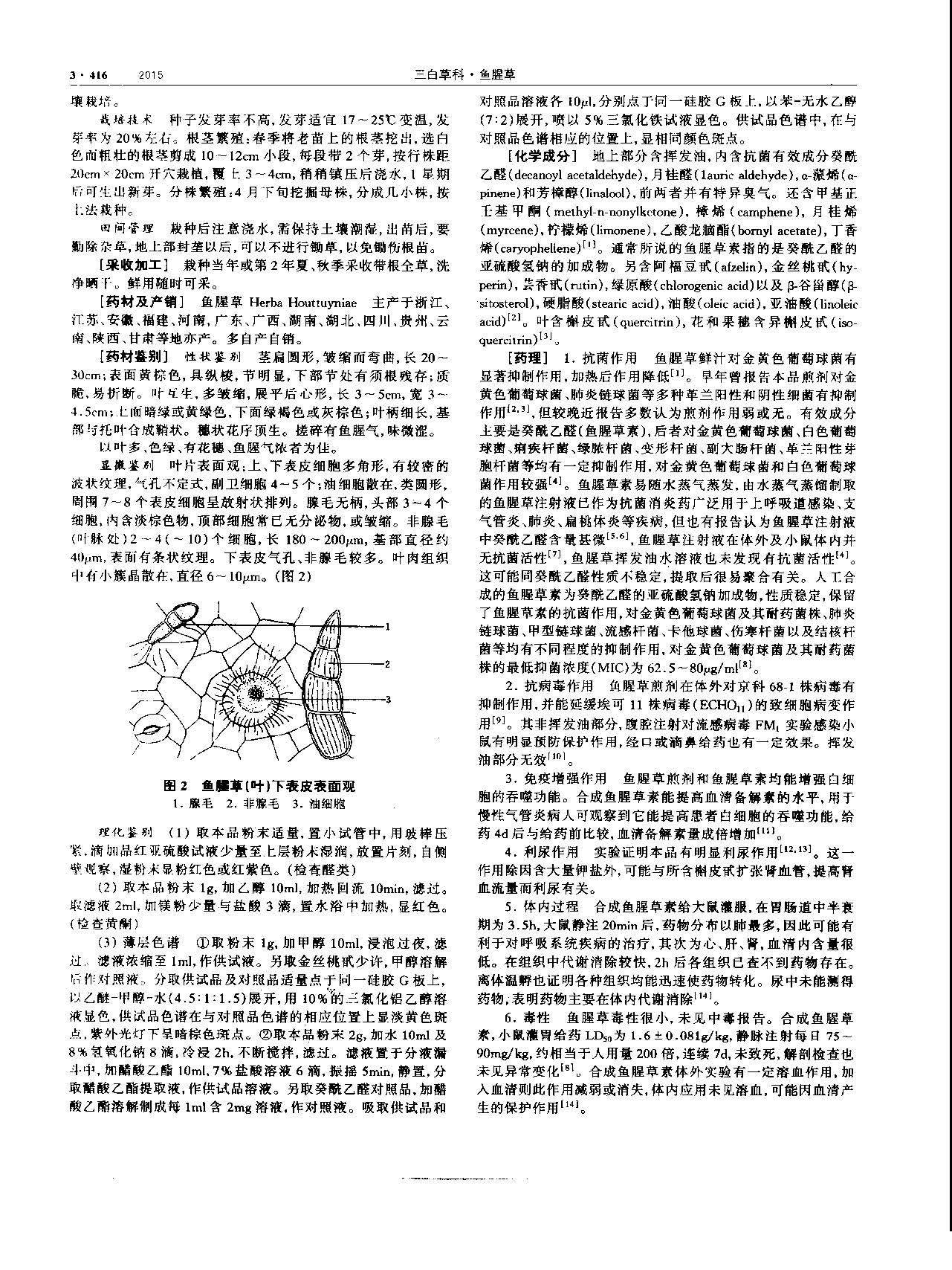 鱼腥草 现代-《中华本草》 资料图