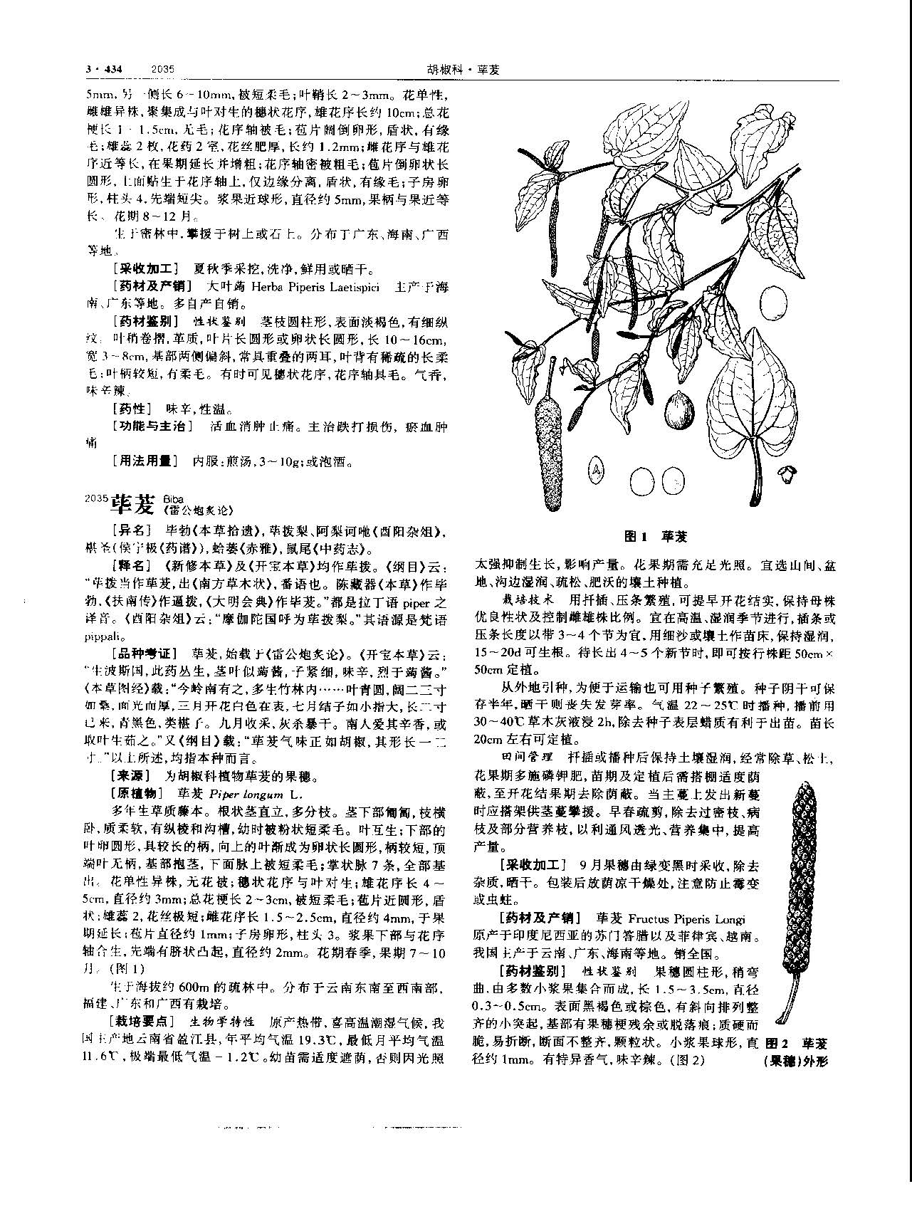 荜茇 现代-《中华本草》 资料图
