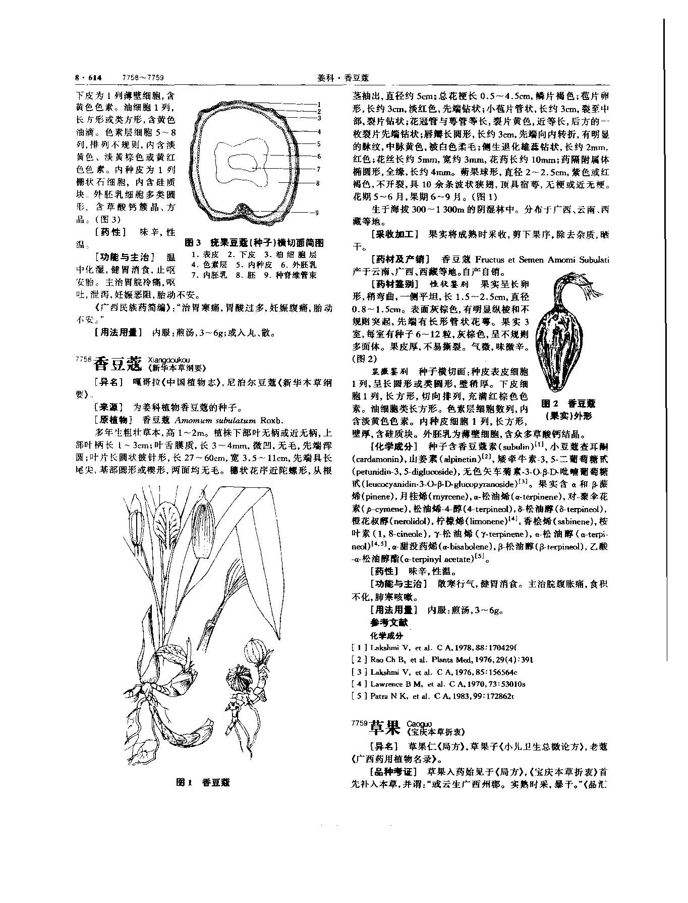 草果 现代-《中华本草》 资料图