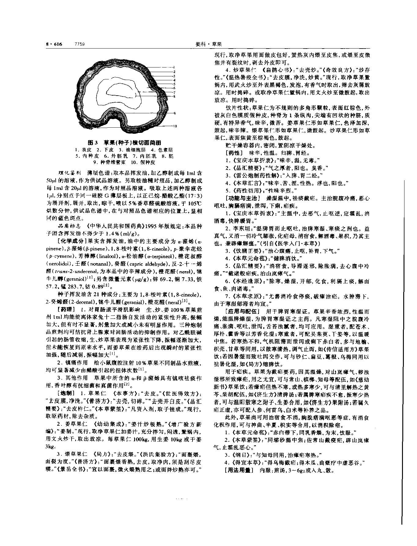 草果 现代-《中华本草》 资料图