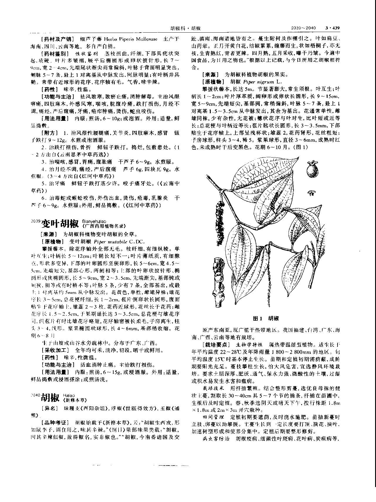 胡椒 现代-《中华本草》 资料图