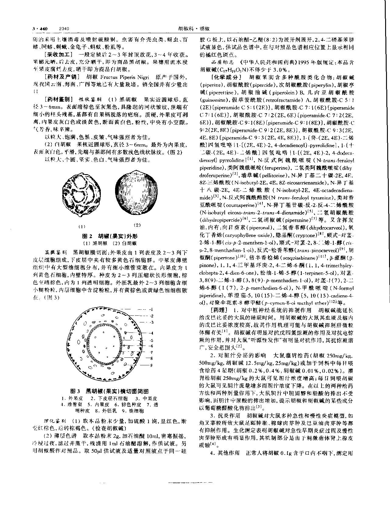 胡椒 现代-《中华本草》 资料图