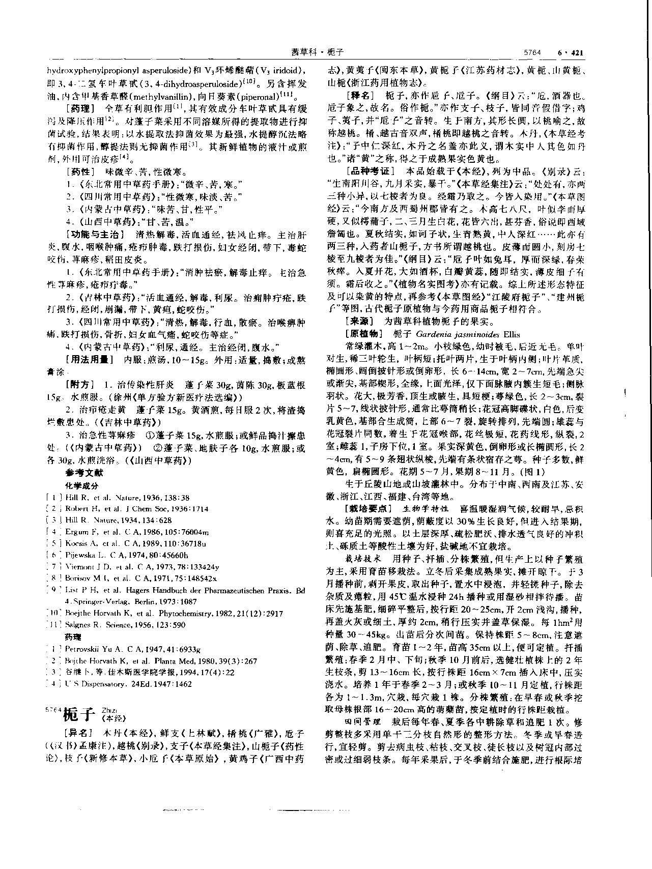 栀子 现代-《中华本草》 资料图