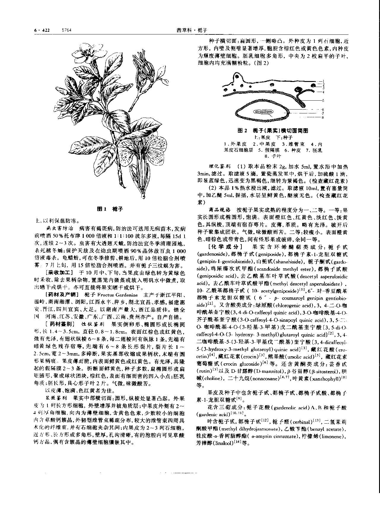 栀子 现代-《中华本草》 资料图