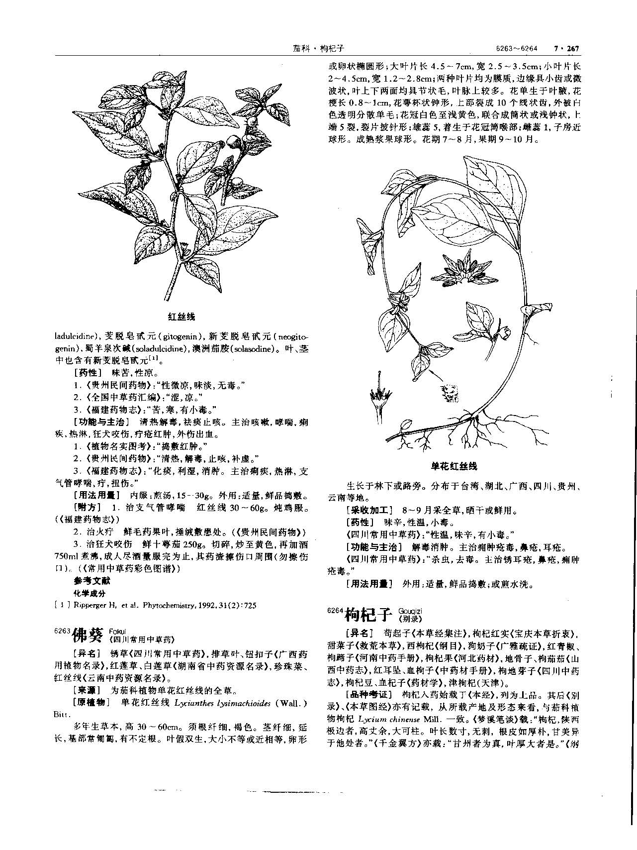 枸杞子 现代-《中华本草》 资料图