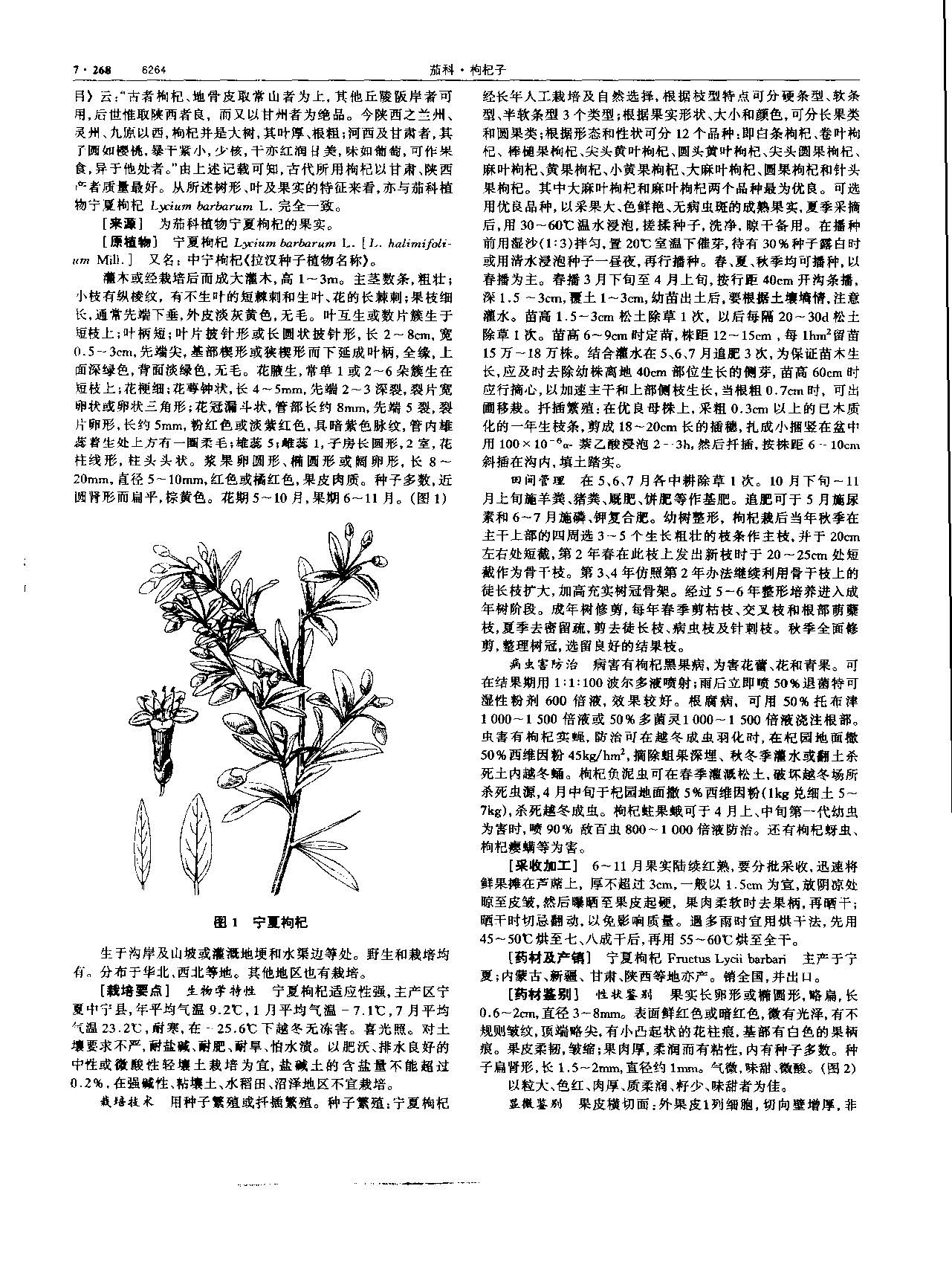 枸杞子 现代-《中华本草》 资料图