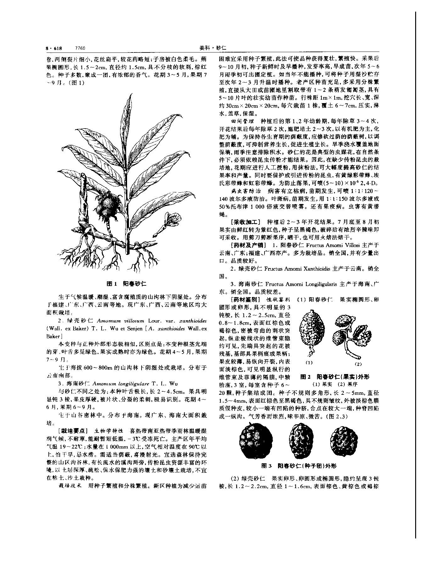 砂仁 现代-《中华本草》 资料图