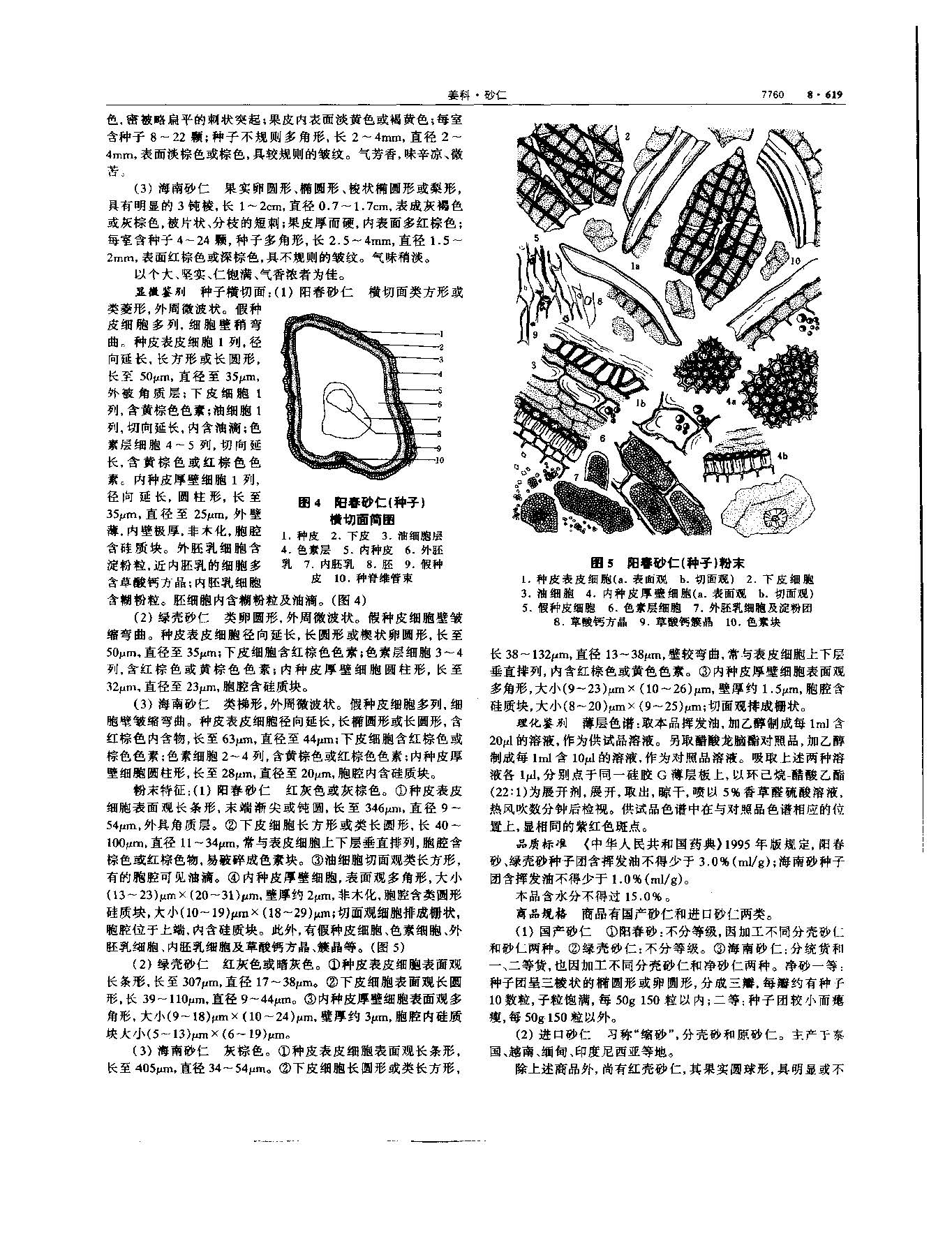 砂仁 现代-《中华本草》 资料图