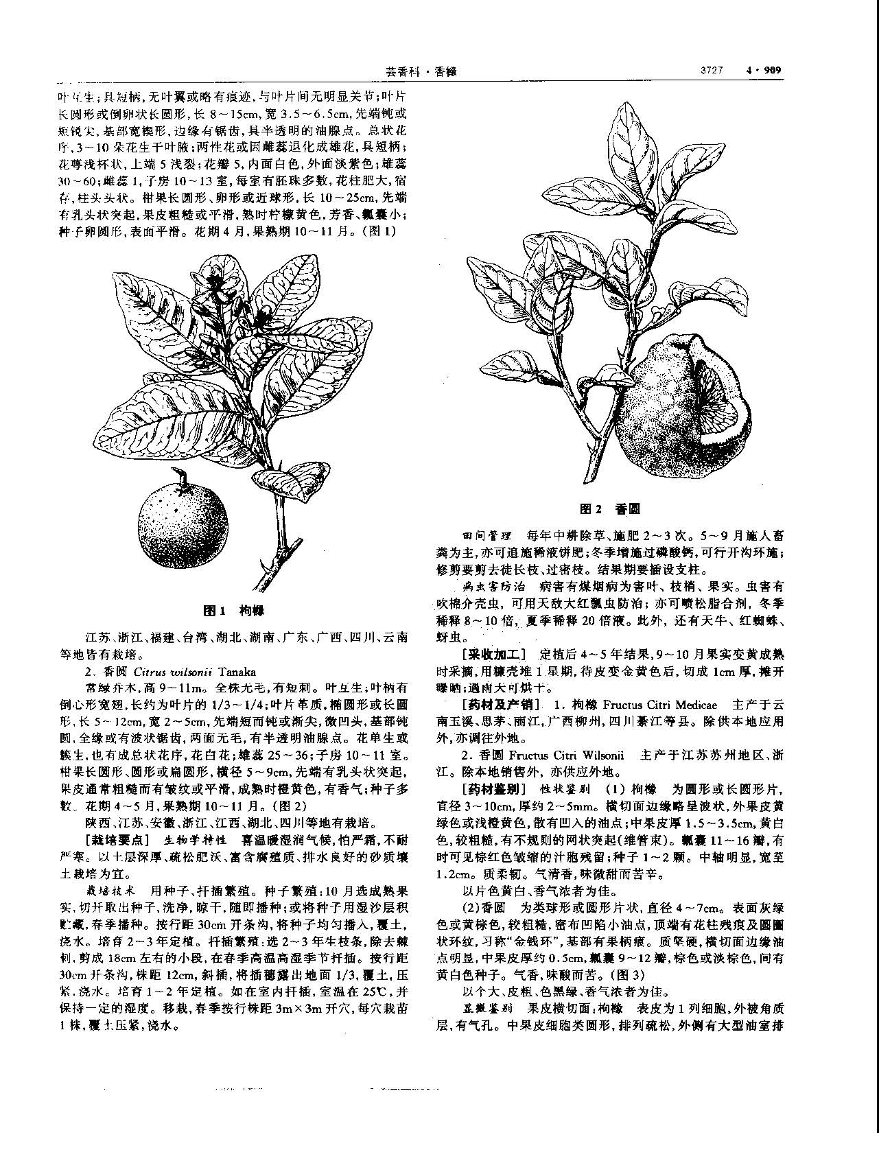 香橼 现代-《中华本草》 资料图