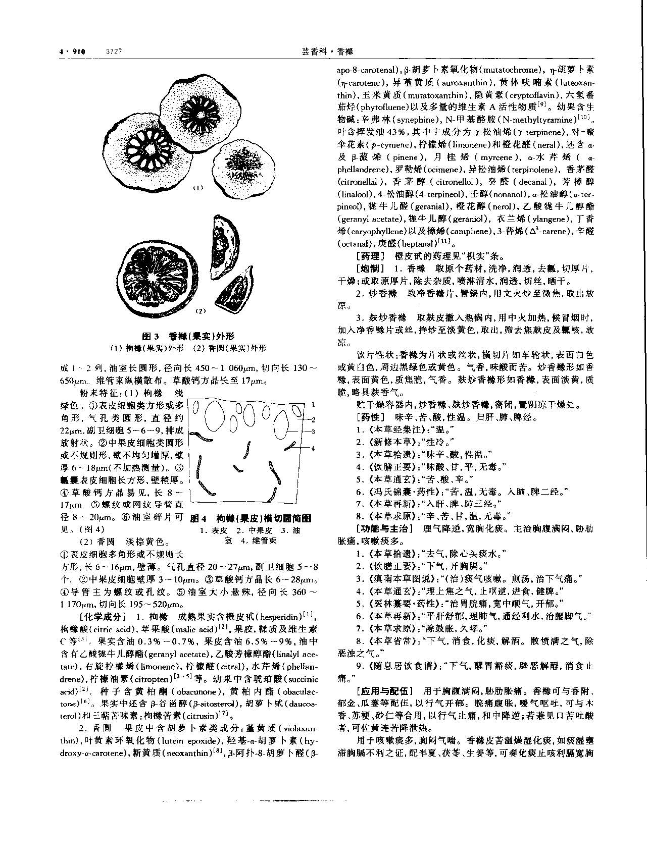 香橼 现代-《中华本草》 资料图