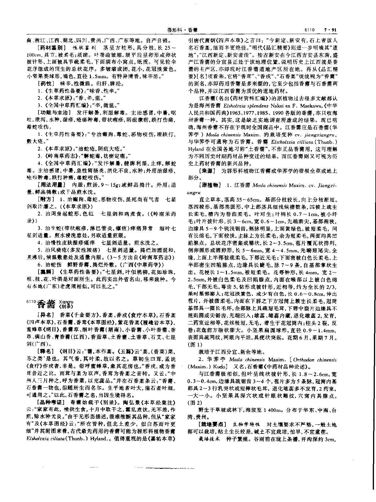 香薷 现代 《中华本草》 资料图