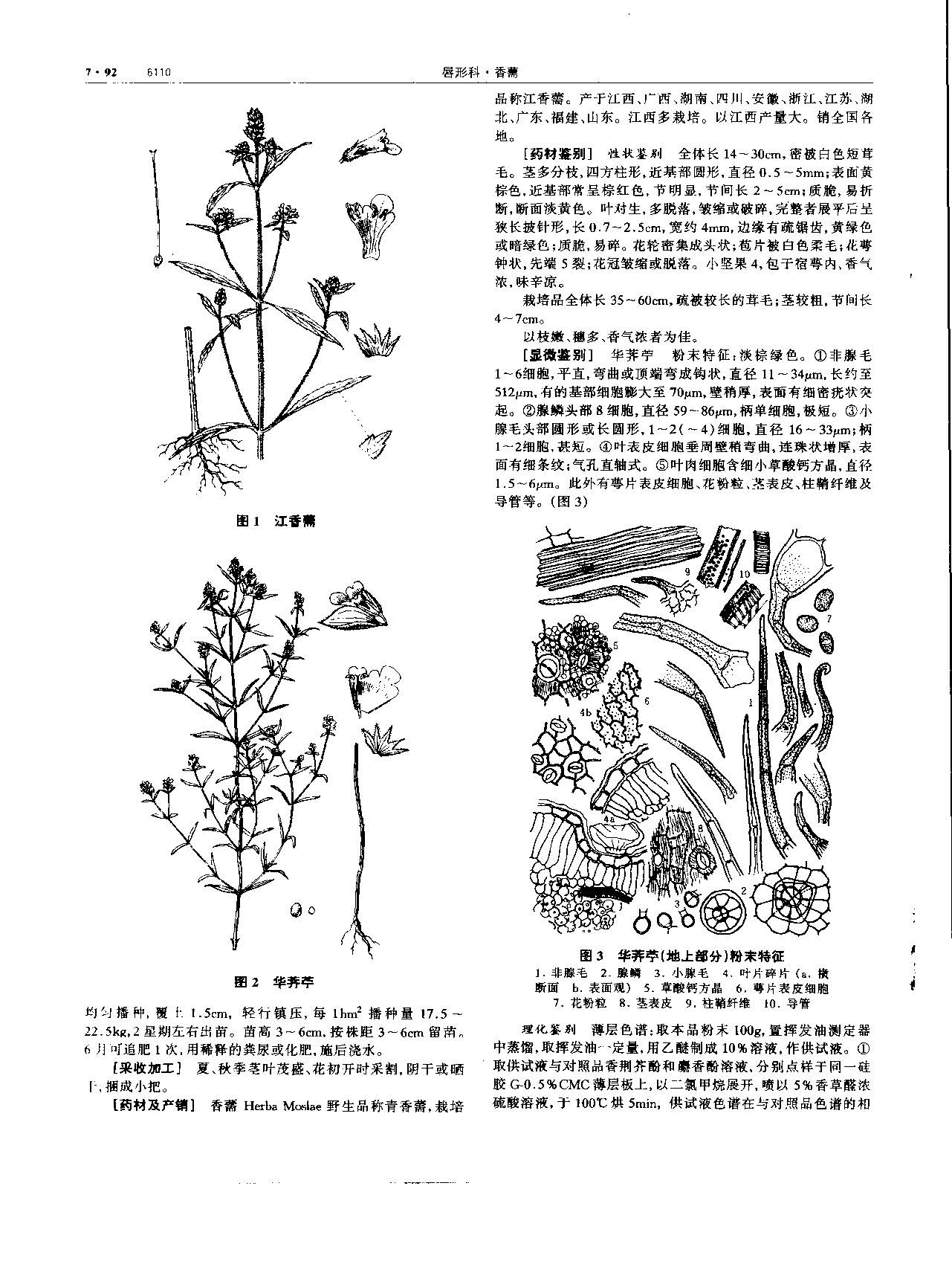 香薷 现代 《中华本草》 资料图