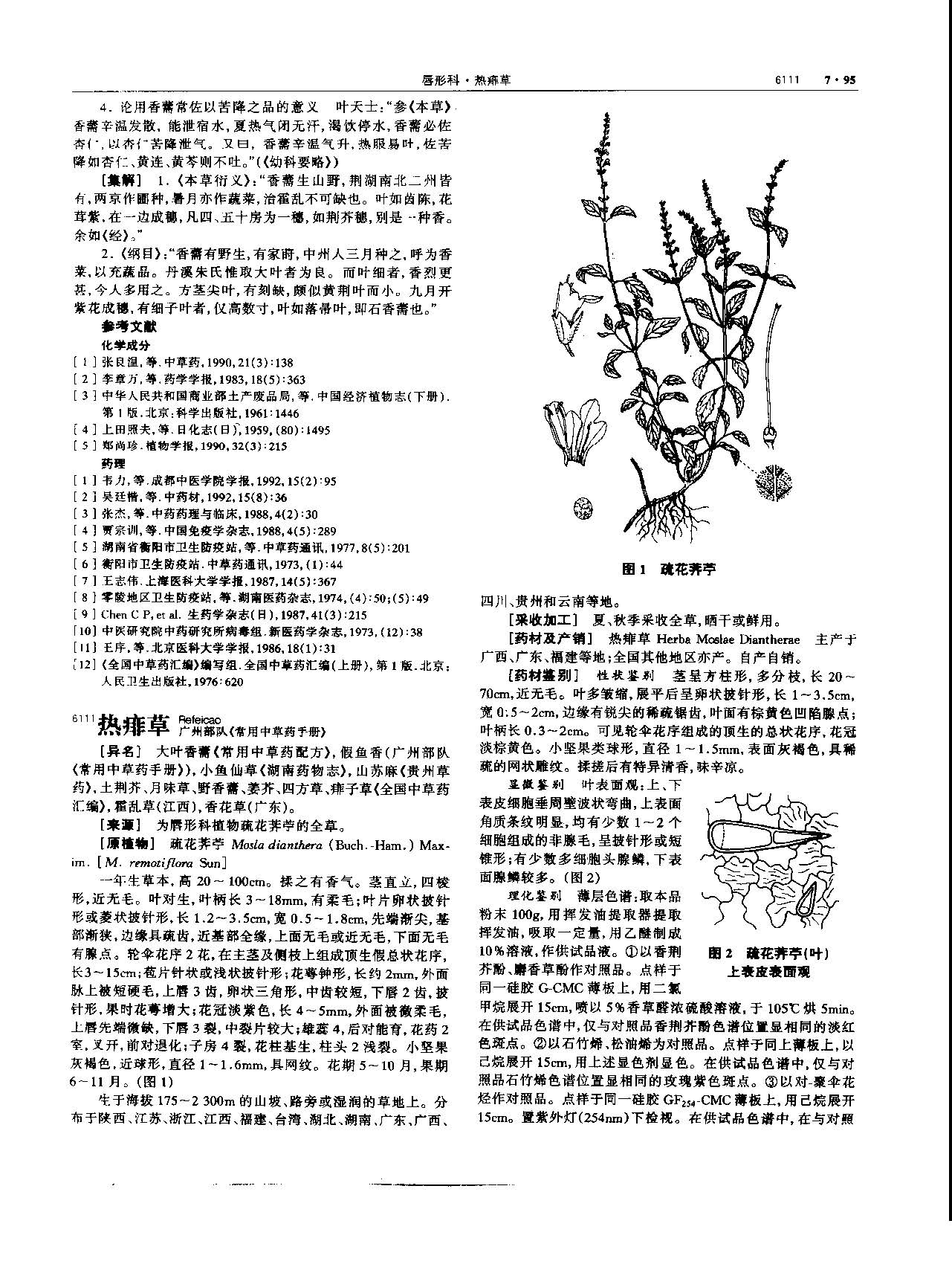 香薷 现代 《中华本草》 资料图