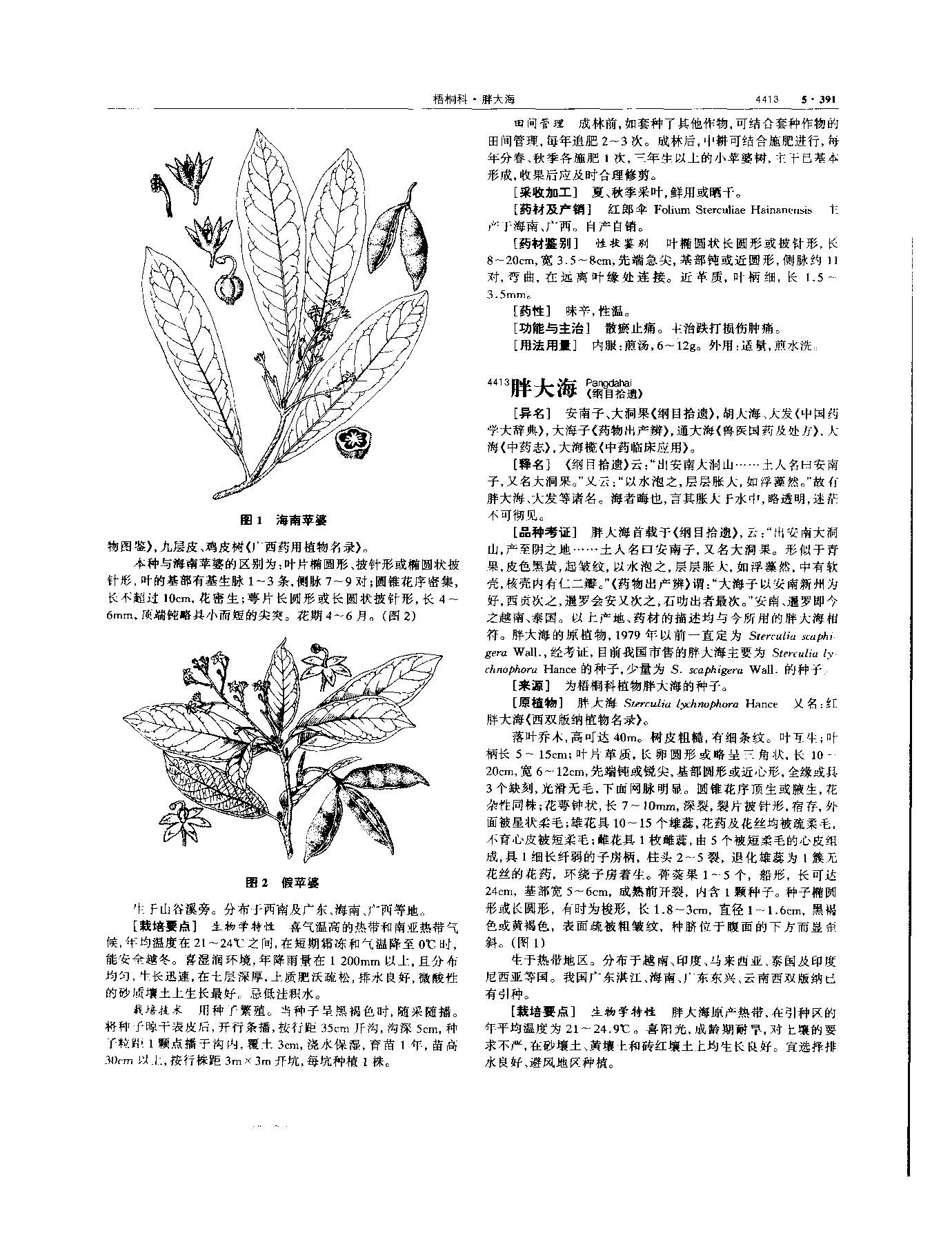胖大海 现代 《中华本草》 资料图