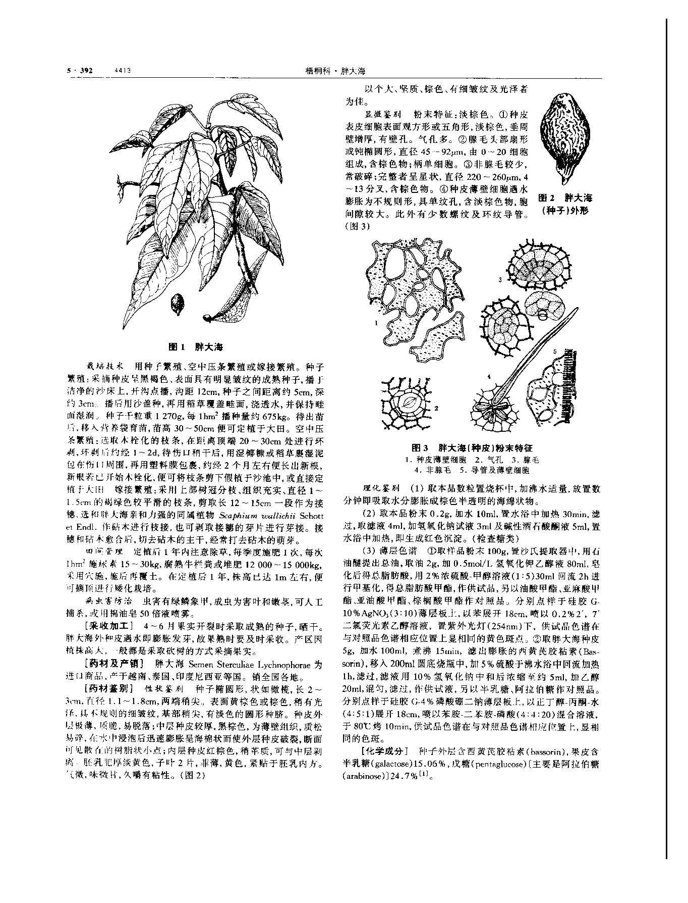 胖大海 现代 《中华本草》 资料图