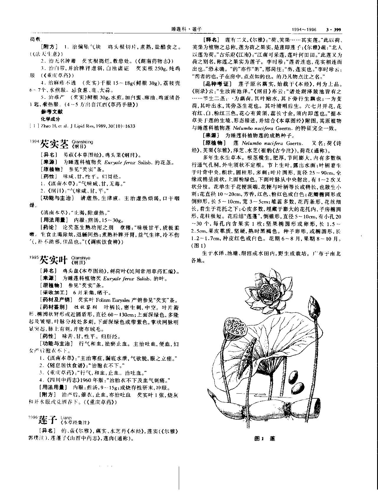 莲子 现代 《中华本草》 资料图