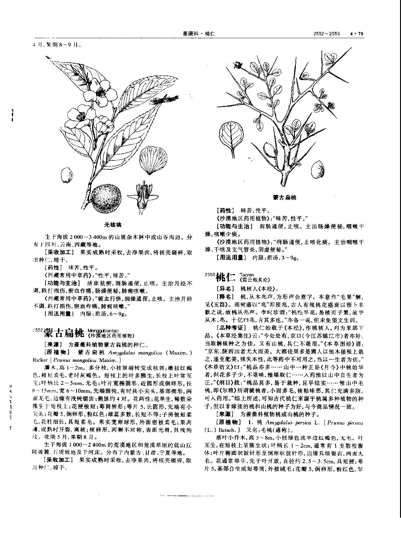 桃仁 现代 《中华本草》 资料图