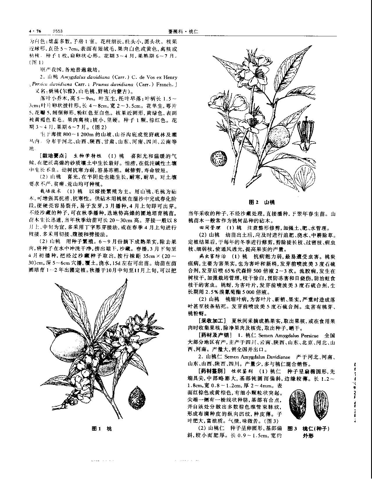 桃仁 现代 《中华本草》 资料图