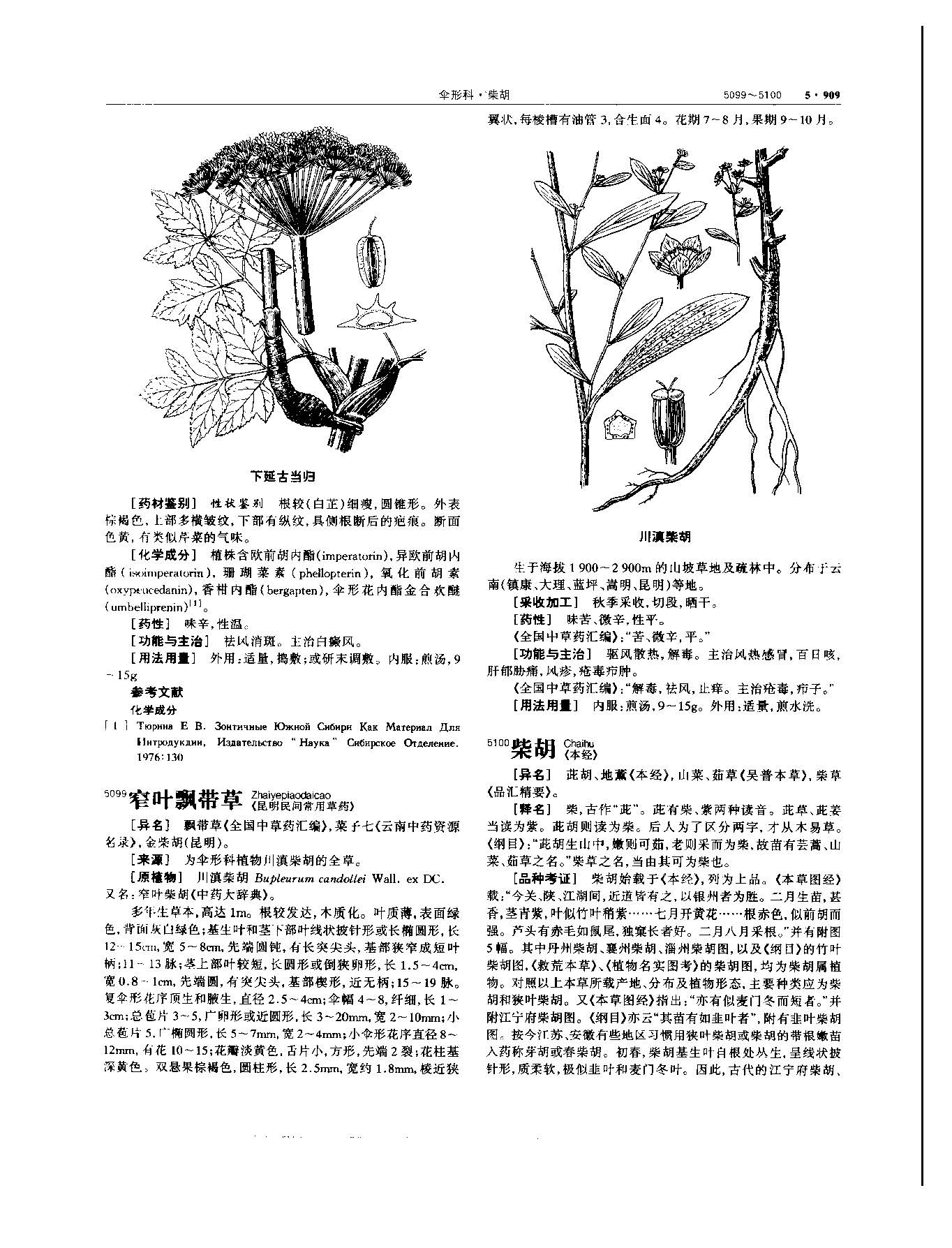 党参 现代 《中华本草》 资料图