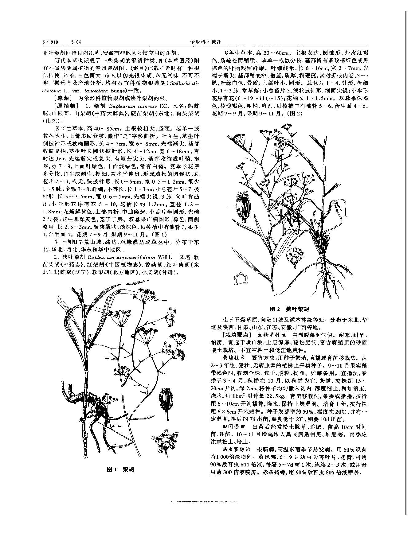 党参 现代 《中华本草》 资料图