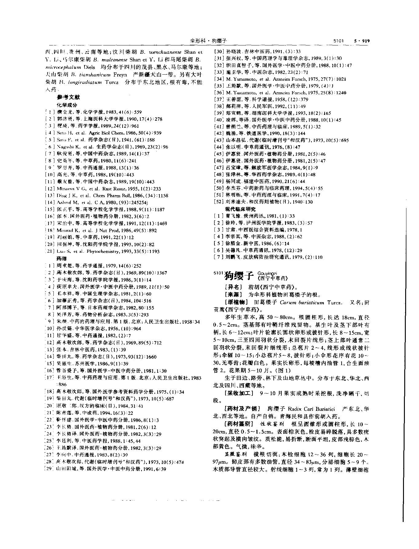 党参 现代 《中华本草》 资料图