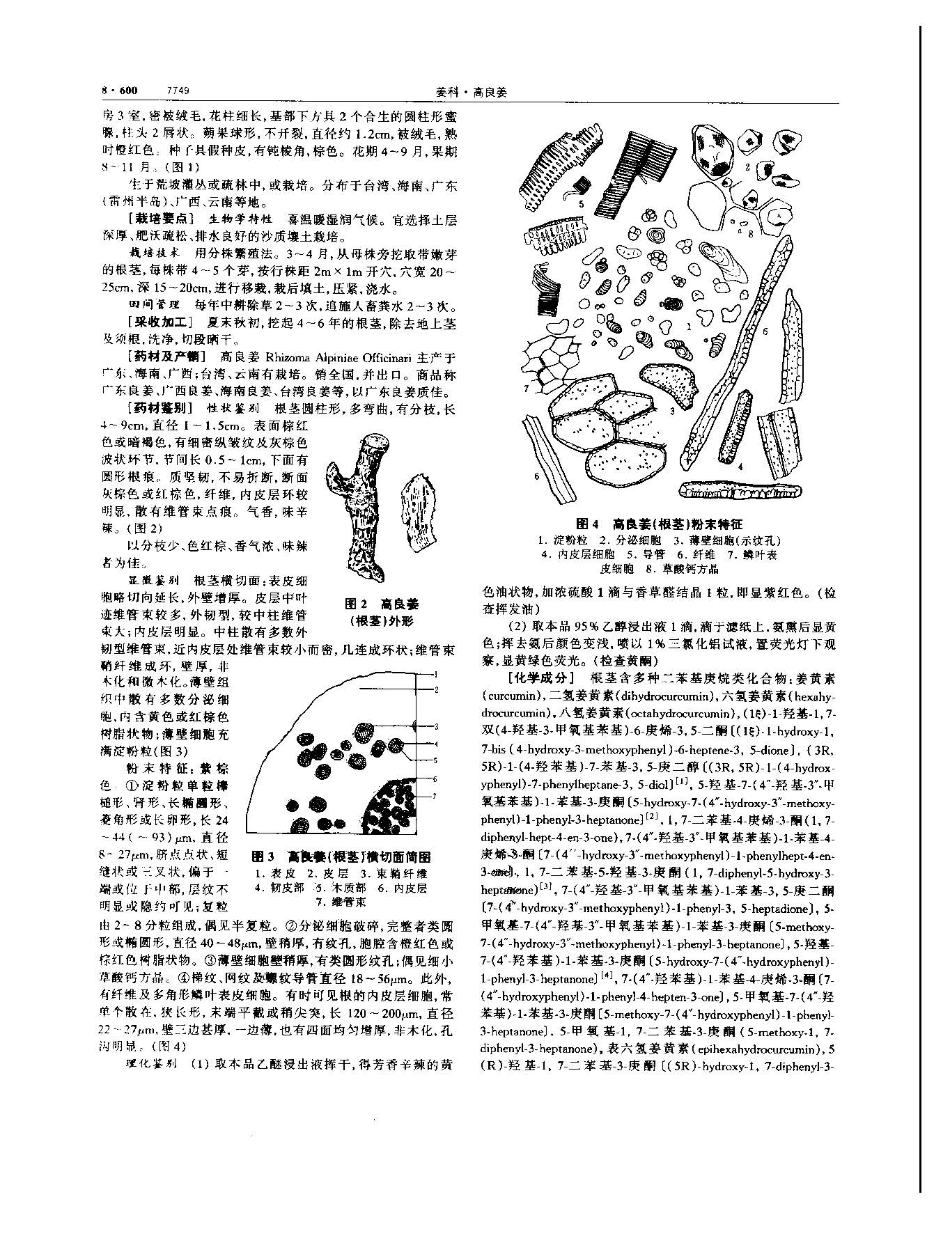 高良姜 现代 《中华本草》 资料图