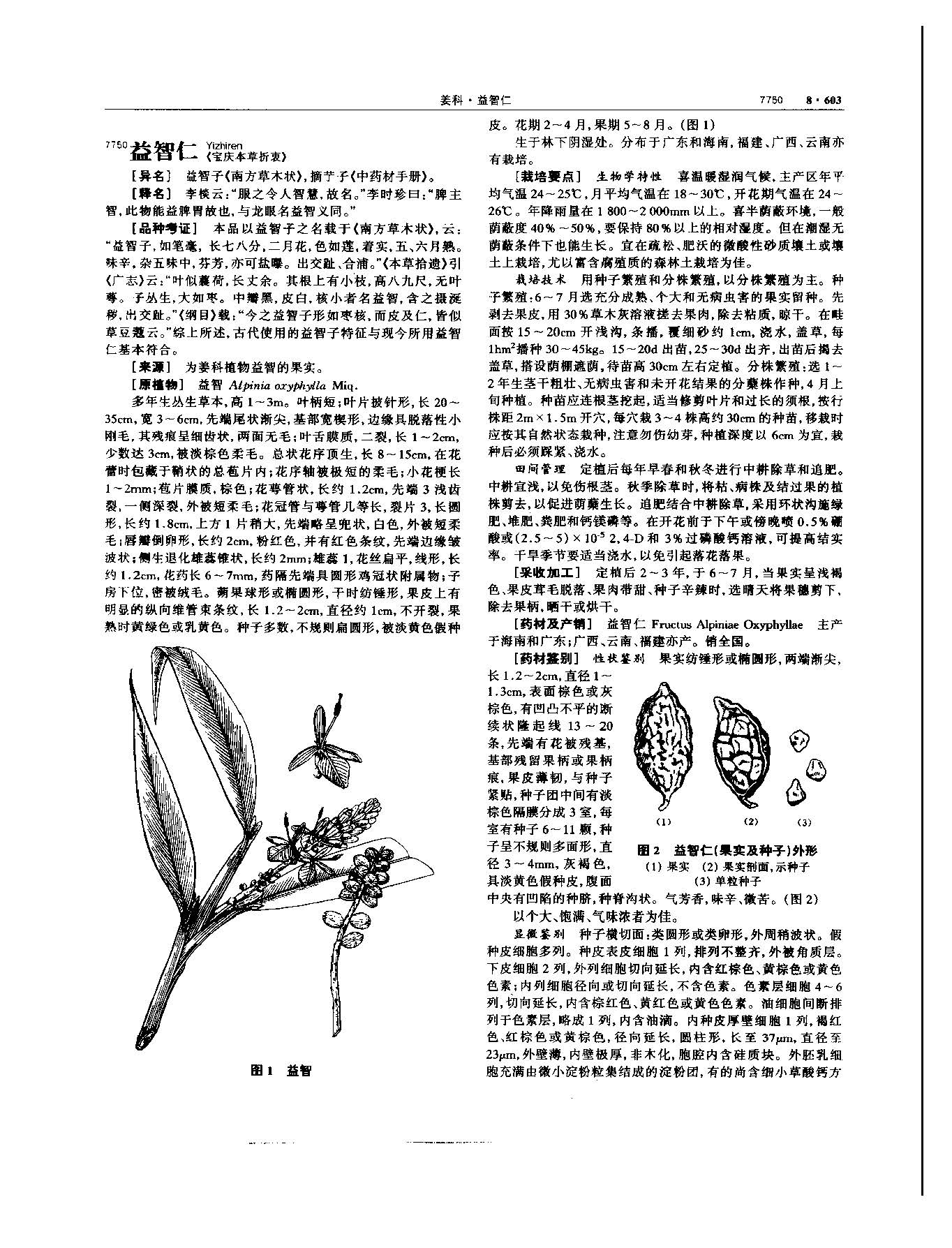 益智 现代 《中华本草》 资料图
