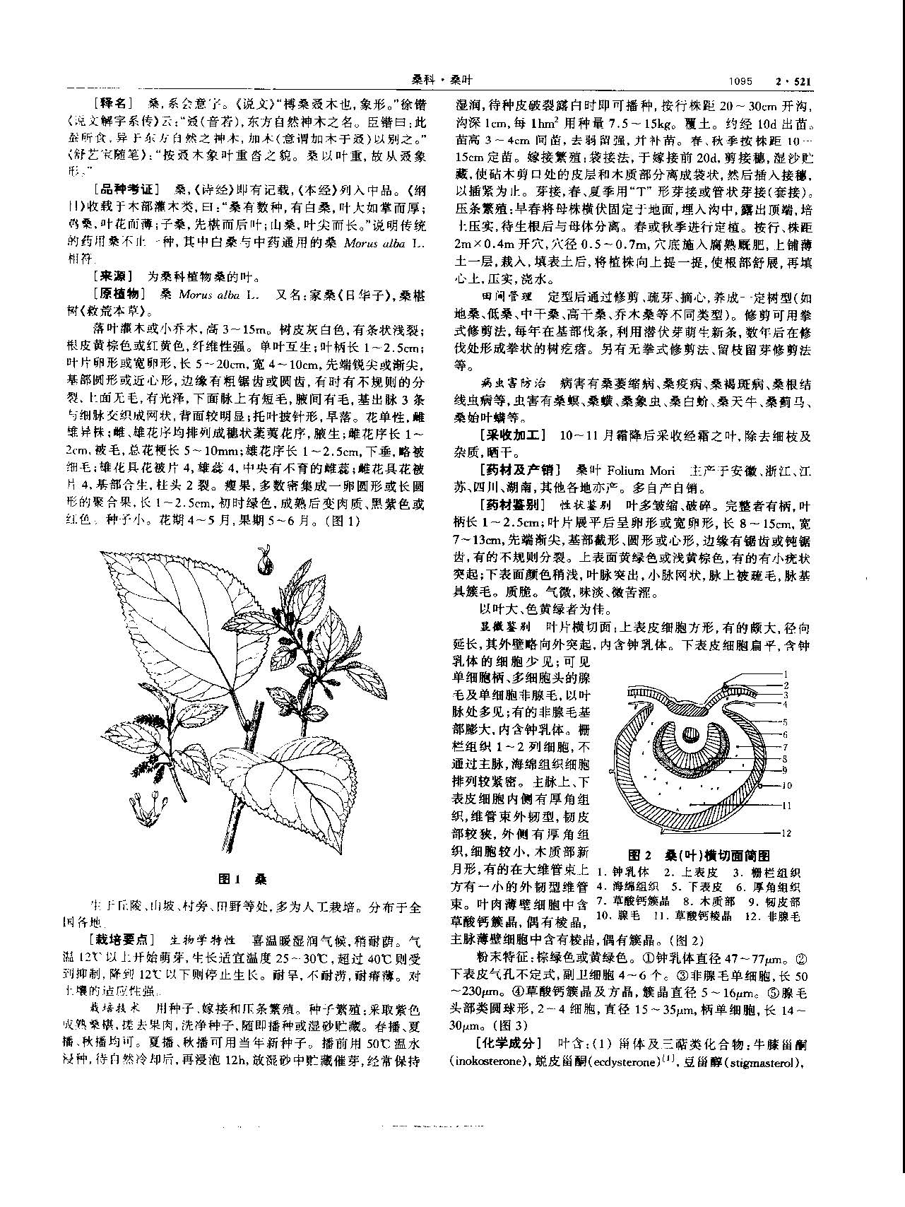 桑叶 现代 《中华本草》 资料图