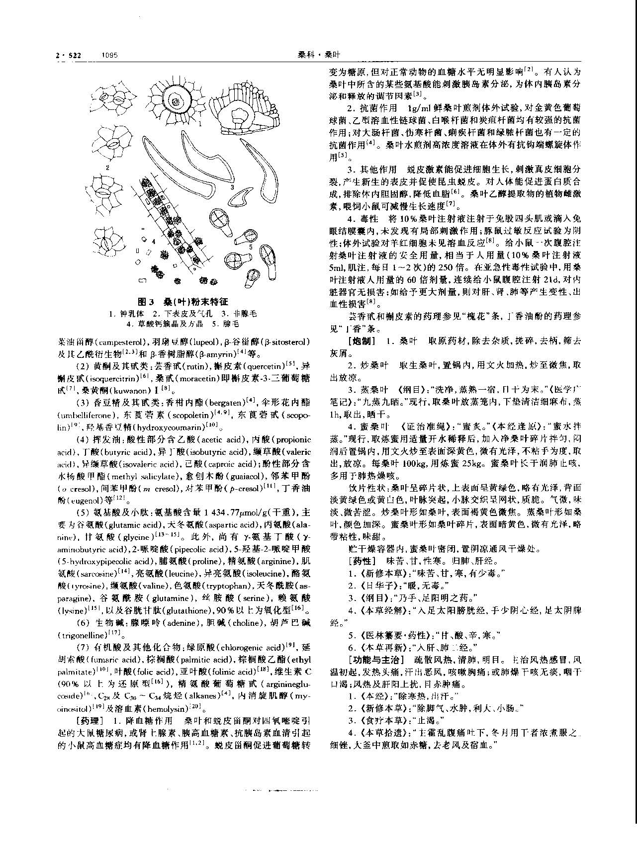 桑叶 现代 《中华本草》 资料图