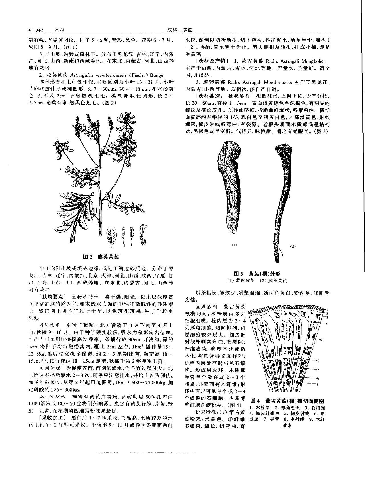 黄芪 现代 《中华本草》 资料图