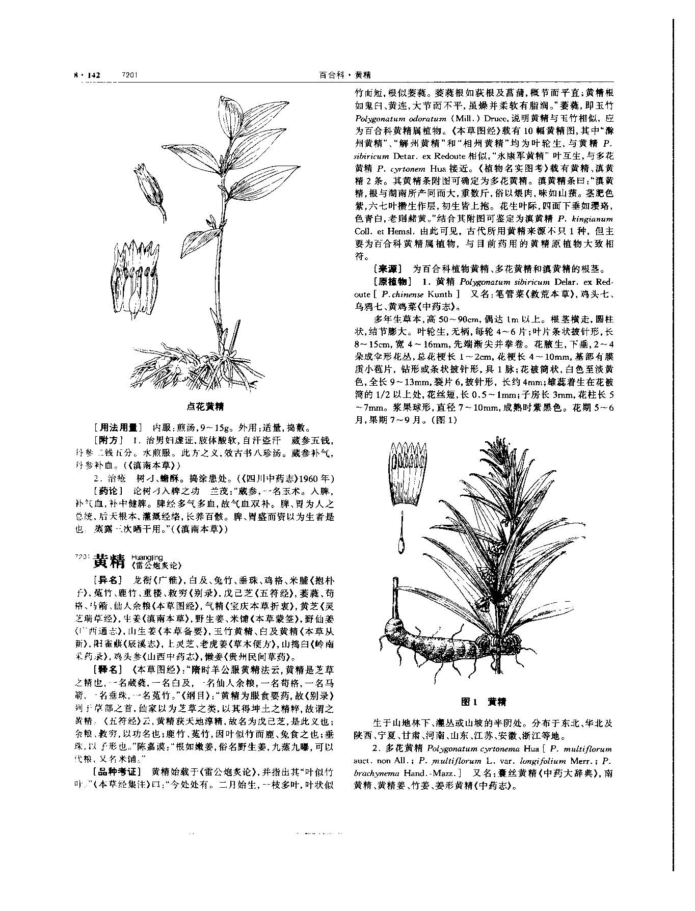 黄精 现代 《中华本草》 资料图