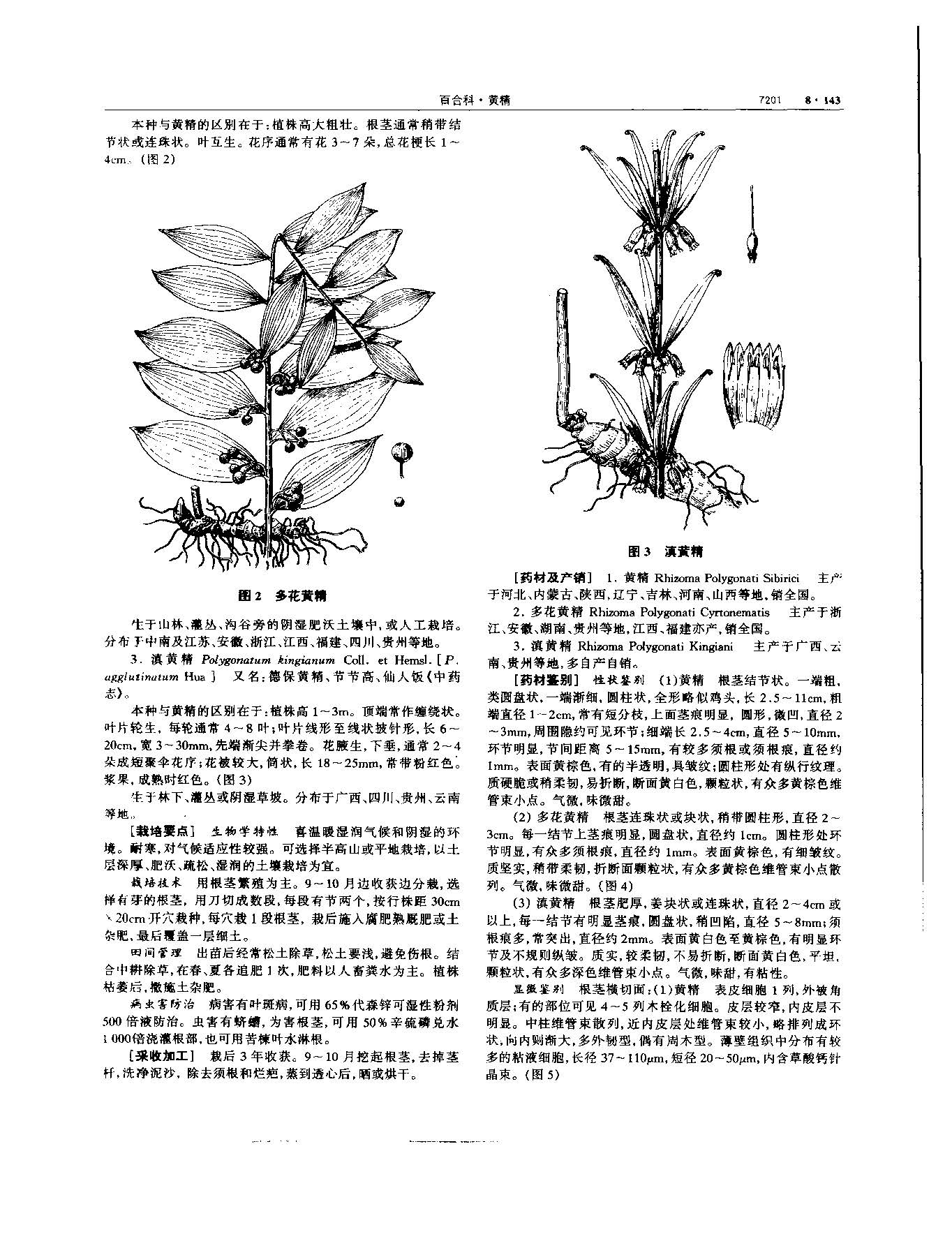 黄精 现代 《中华本草》 资料图