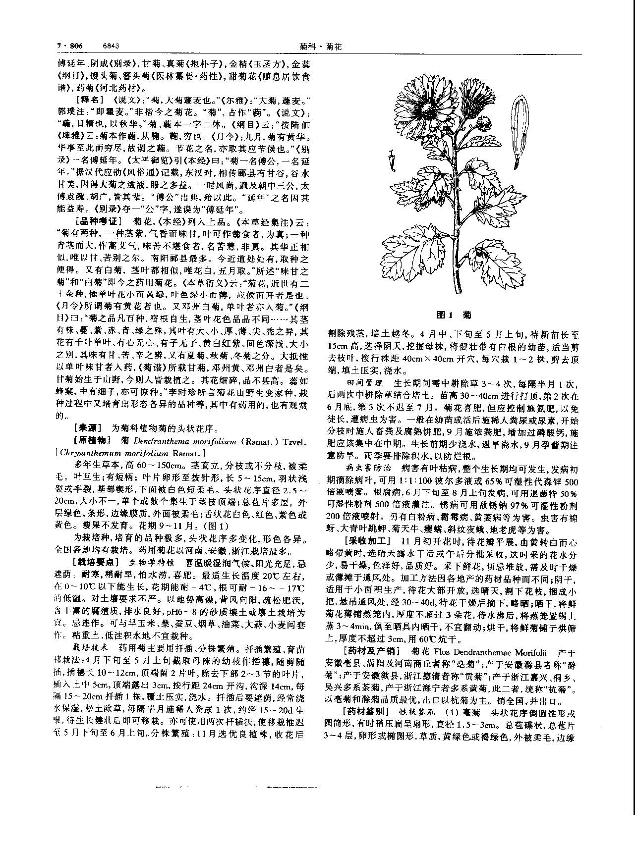 1695776447229089930.jpg 菊花 现代 《中华本草》 资料图