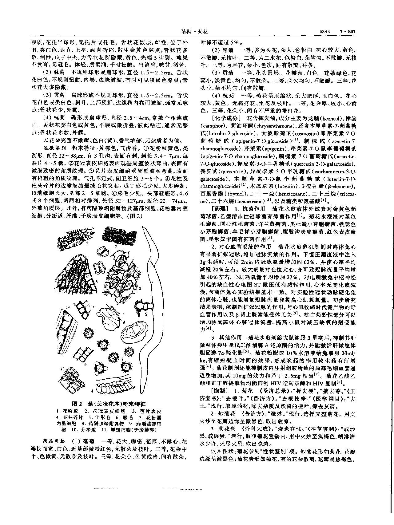 1695776456434092269.jpg 菊花 现代 《中华本草》 资料图