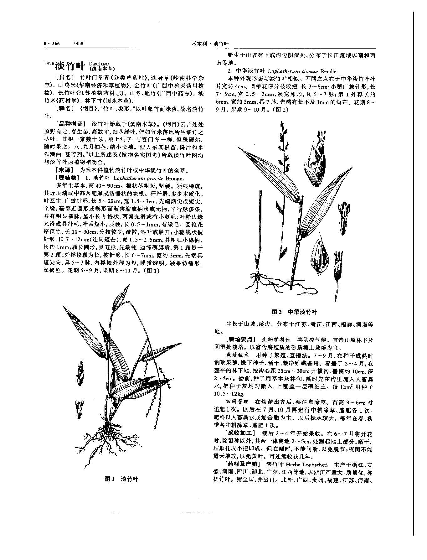 淡竹叶 现代 《中华本草》 资料图
