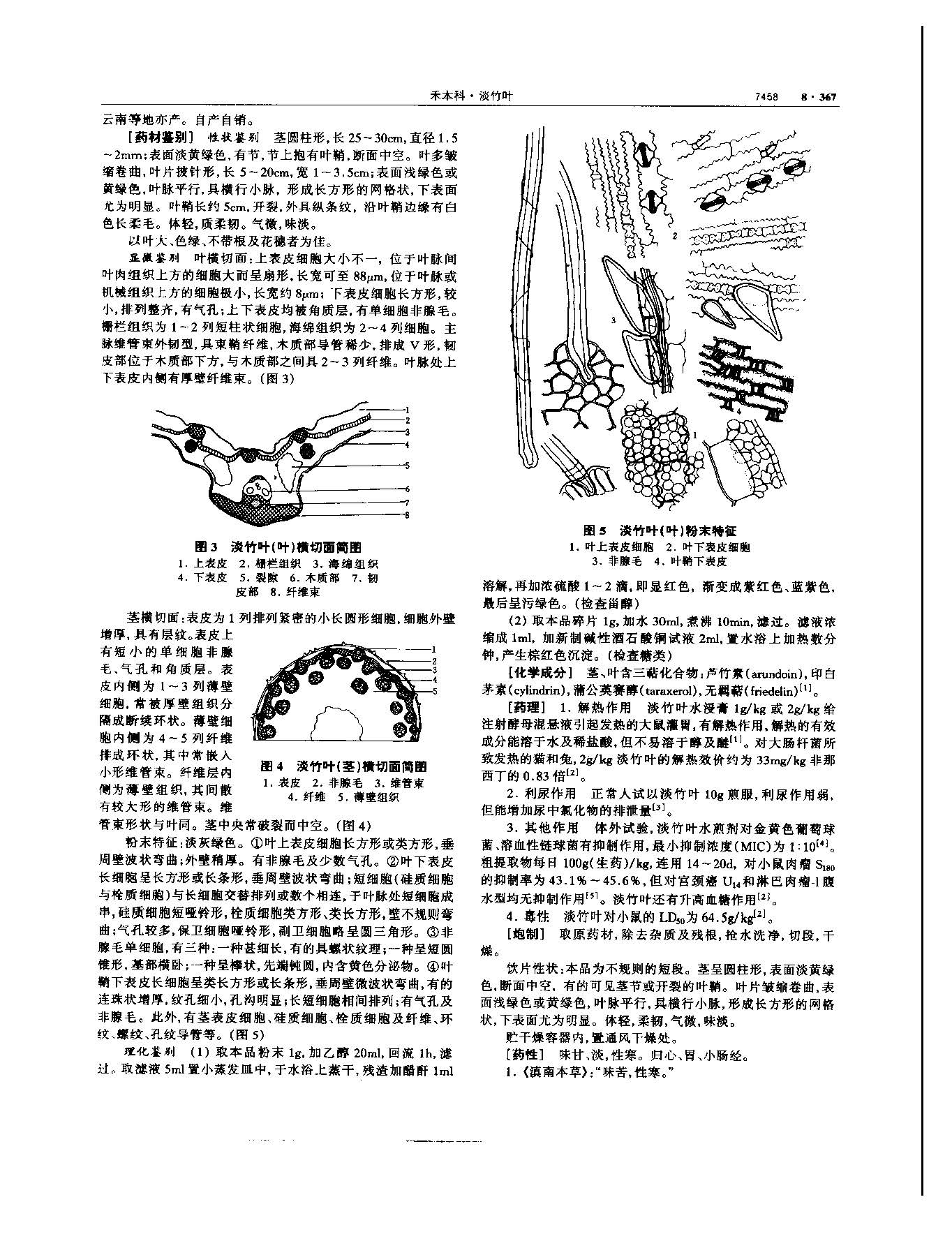 淡竹叶 现代 《中华本草》 资料图