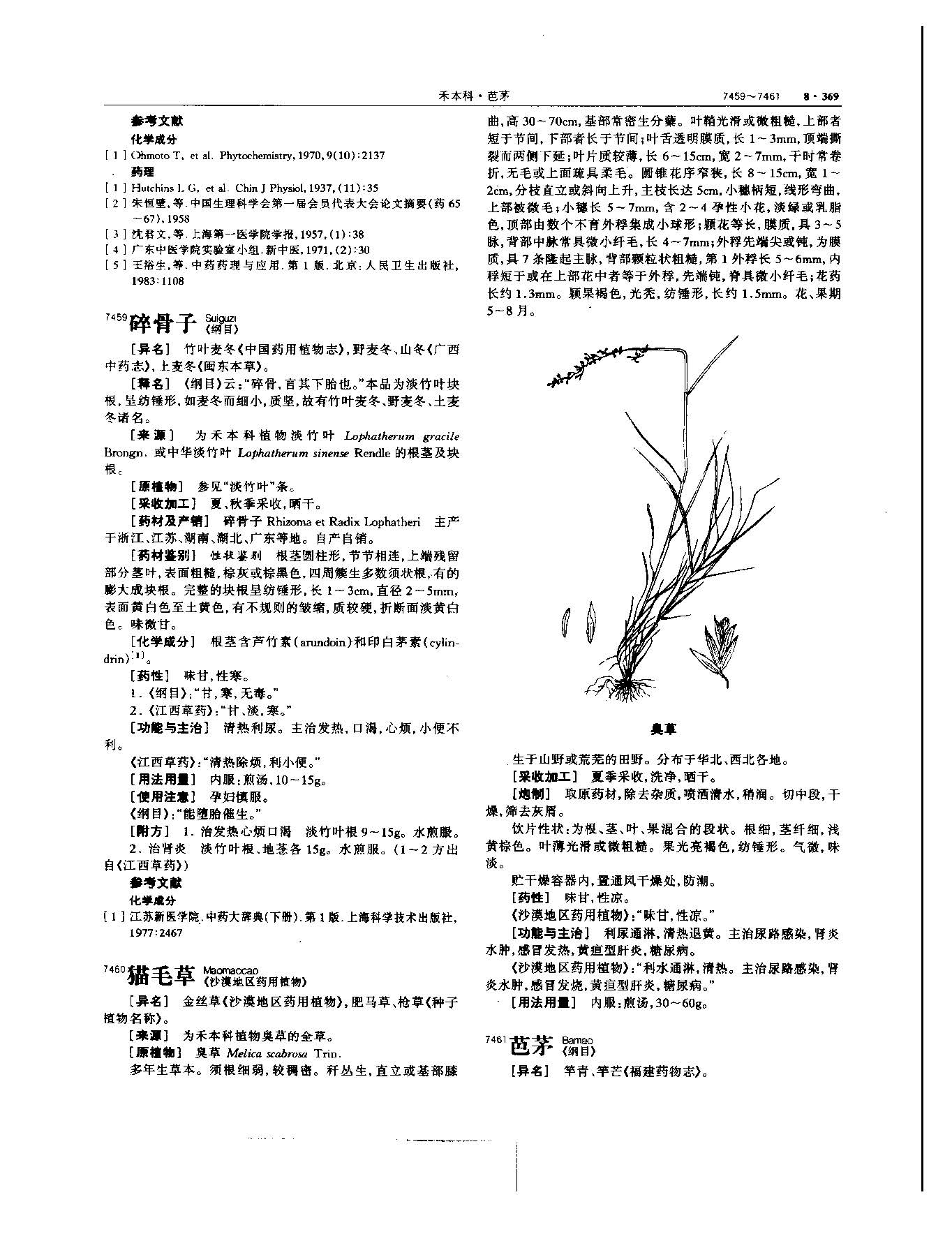 淡竹叶 现代 《中华本草》 资料图