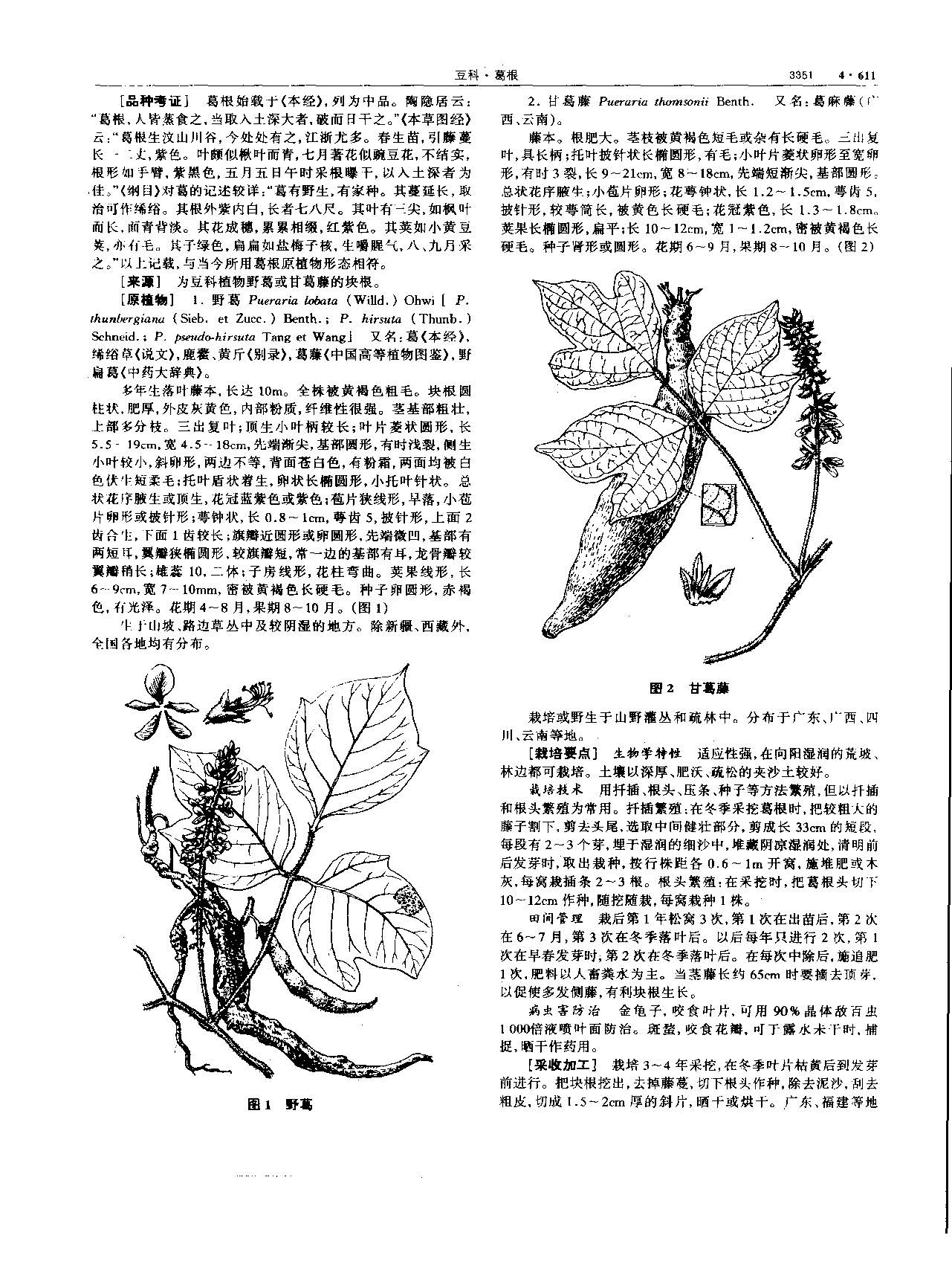 葛根 现代 《中华本草》 资料图