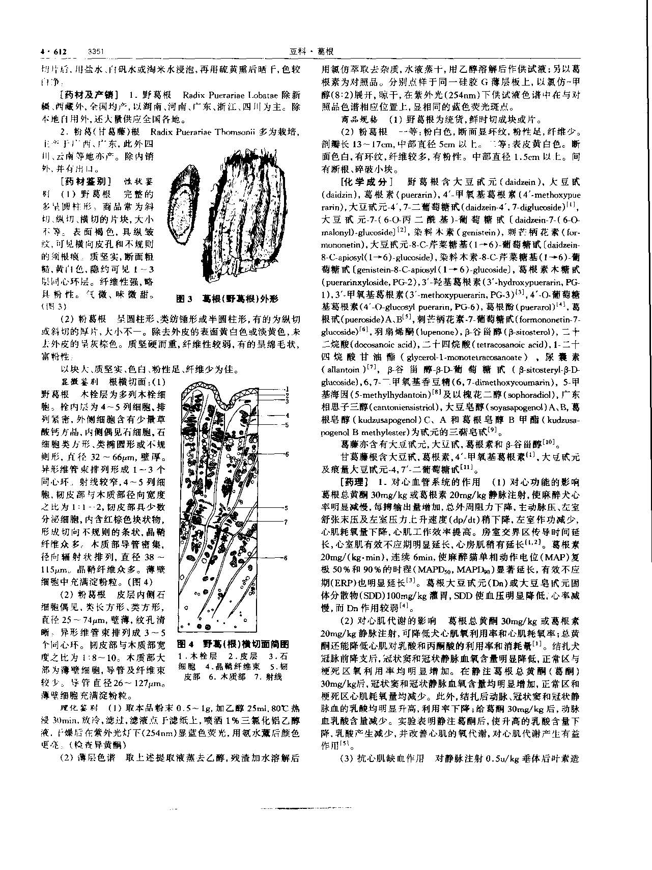 葛根 现代 《中华本草》 资料图