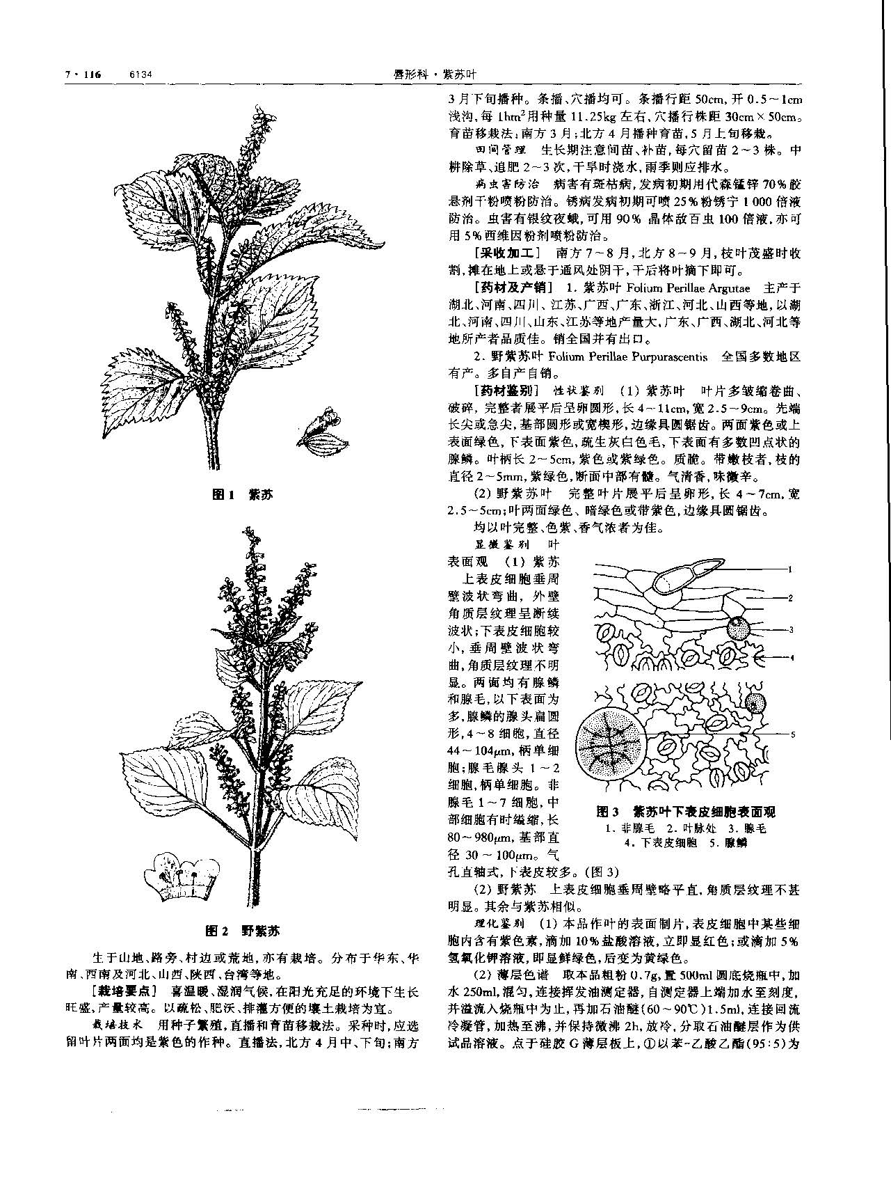 紫苏叶 现代-《中华本草》 资料图
