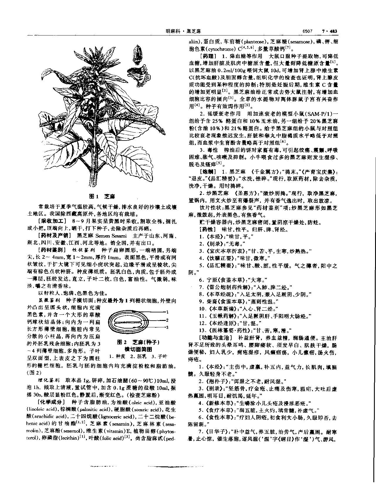 黑芝麻 现代-《中华本草》 资料图