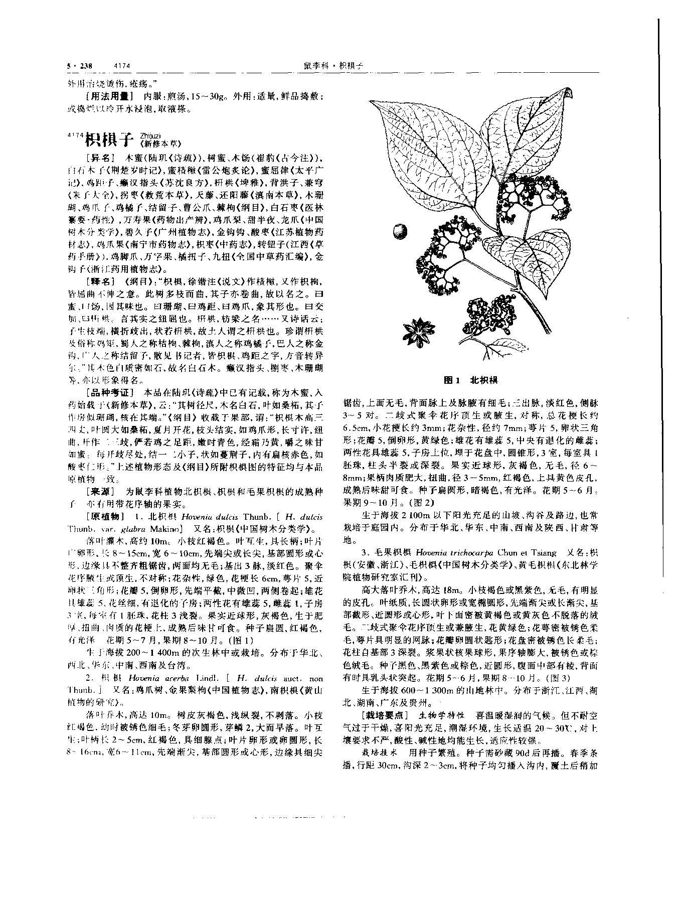 枳椇子 现代-《中华本草》 资料图