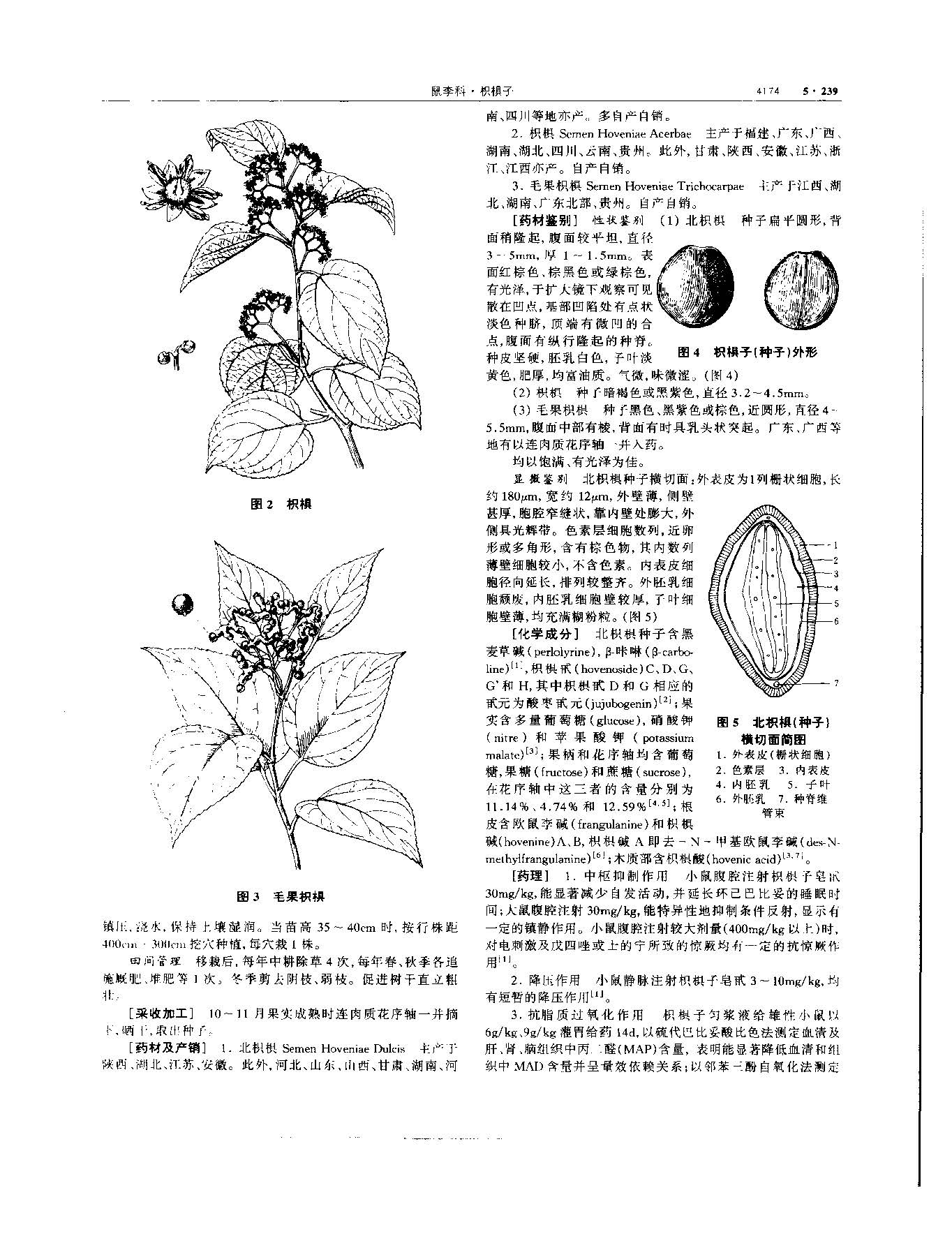 枳椇子 现代-《中华本草》 资料图