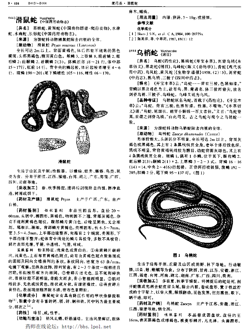 乌梢蛇 现代-《中华本草》 资料图