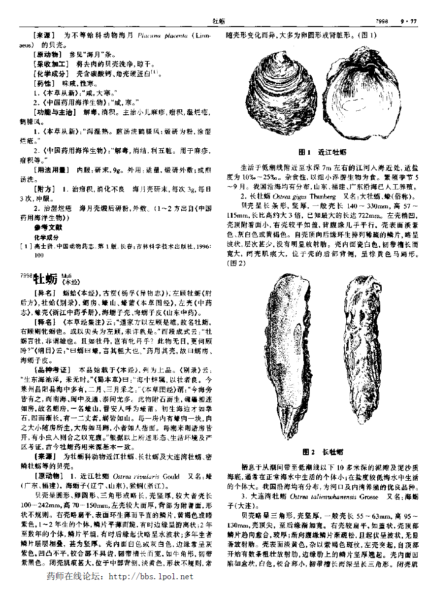 牡蛎 现代-《中华本草》 资料图