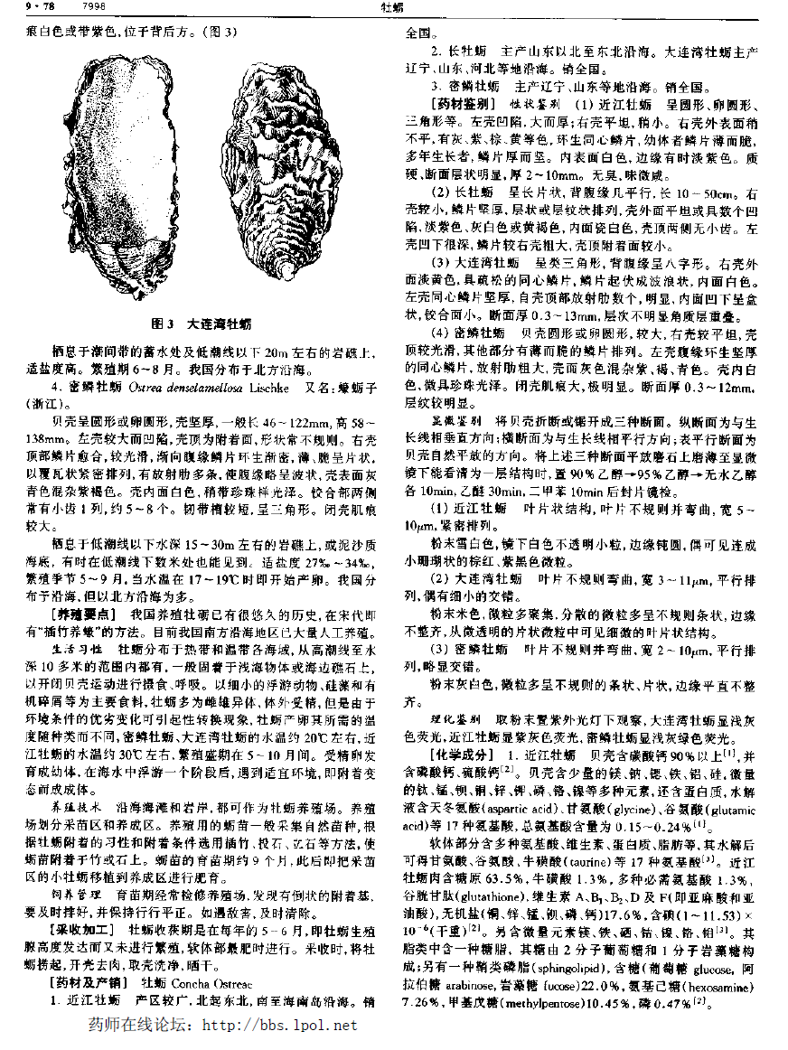 牡蛎 现代-《中华本草》 资料图