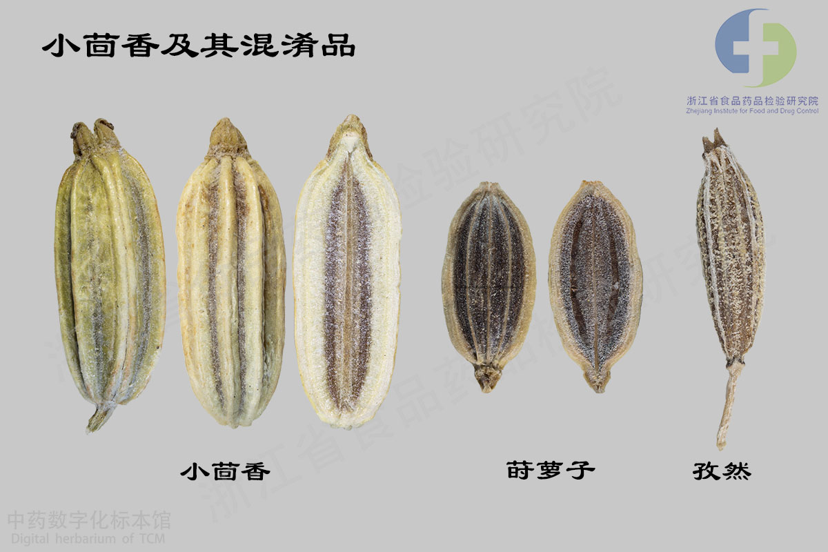 小茴香 小茴香常见混淆品 资料图