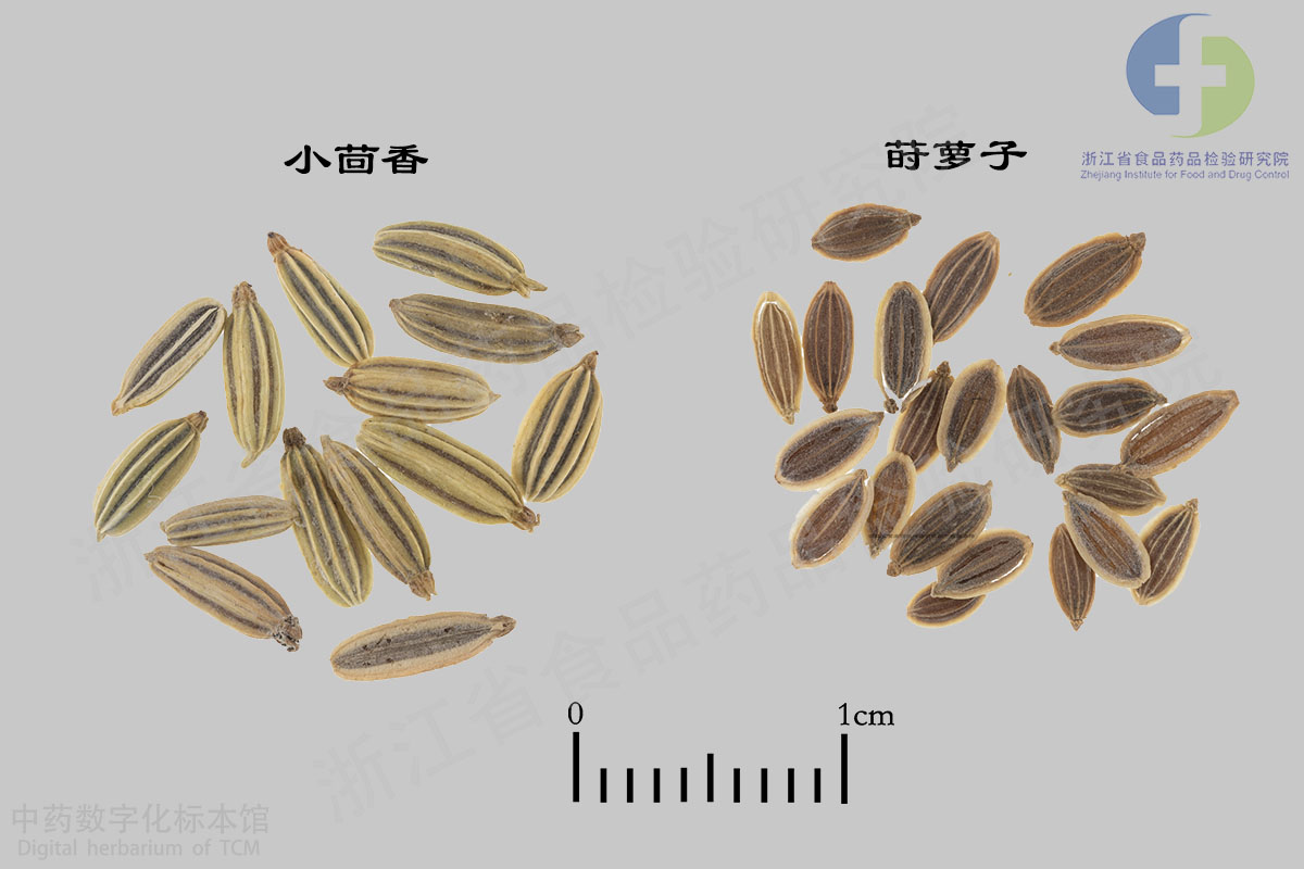 小茴香 莳萝子 资料图