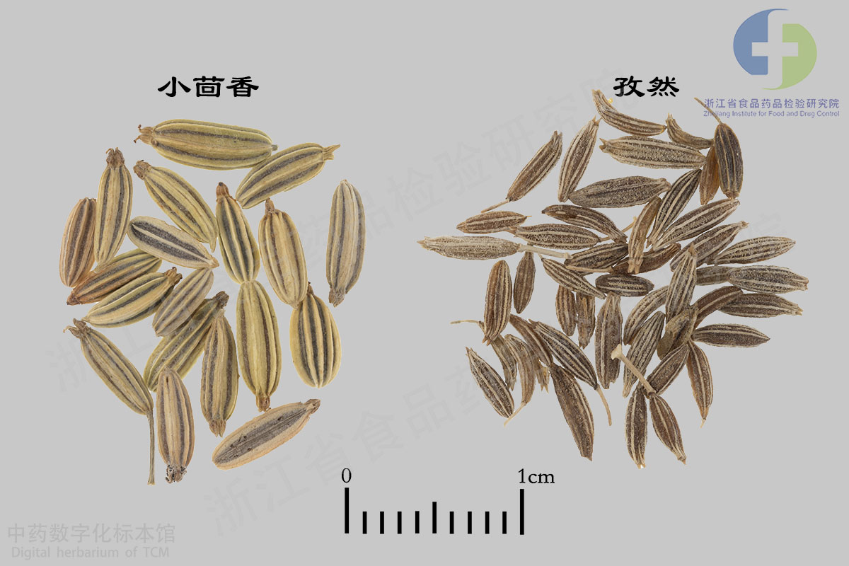小茴香 孜然 资料图