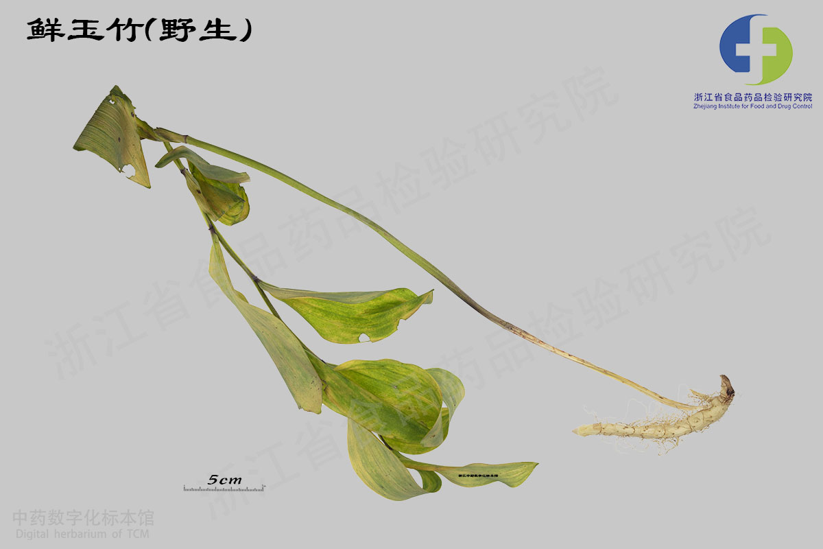 玉竹 野生 资料图